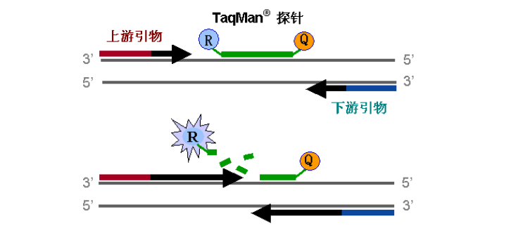 探針設計流程