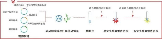 探針設計操作
