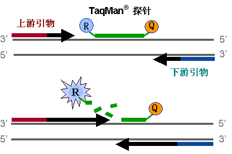 熒光探針工作原理